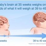 051013-baby-brain