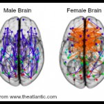 Male-Female-Brain